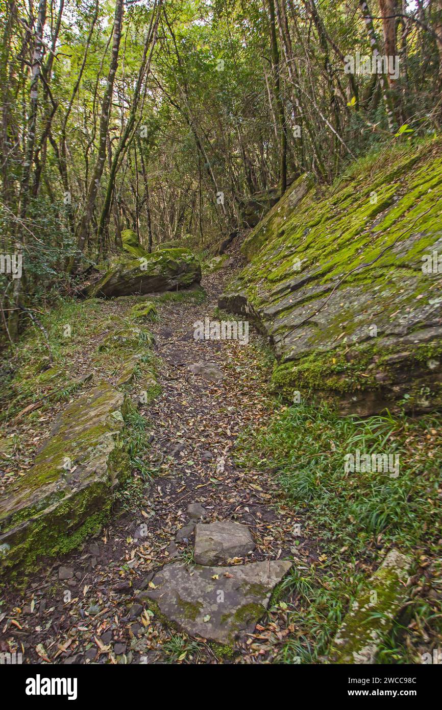 Fairy Glen Wander Trail 15613 Stockfoto