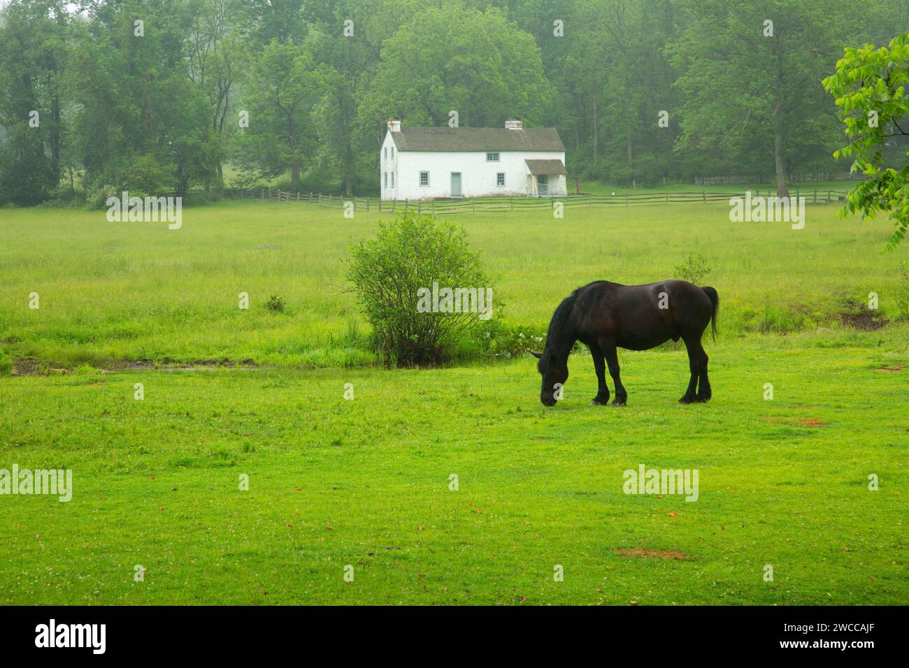 Pferd auf der Weide Mieter beherbergt, Hopewell Ofen National Historic Site, Pennsylvania Stockfoto