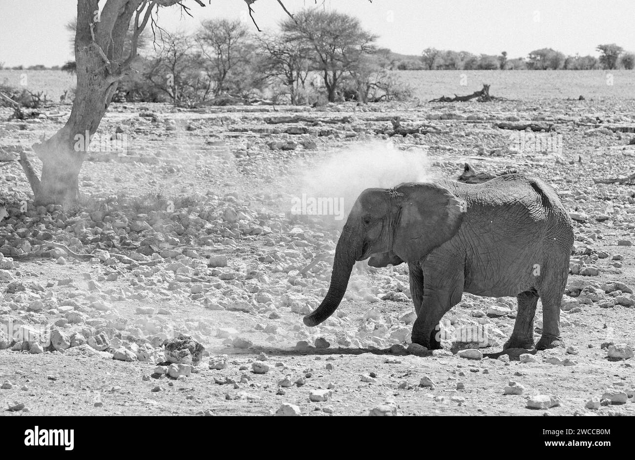 Einsamer afrikanischer Elefant auf der trockenen, staubigen Ebene, der sich mit Staub besprüht, um seine Haut zu schützen - fliegende Staubpartikel werden vorgefunden. Stockfoto