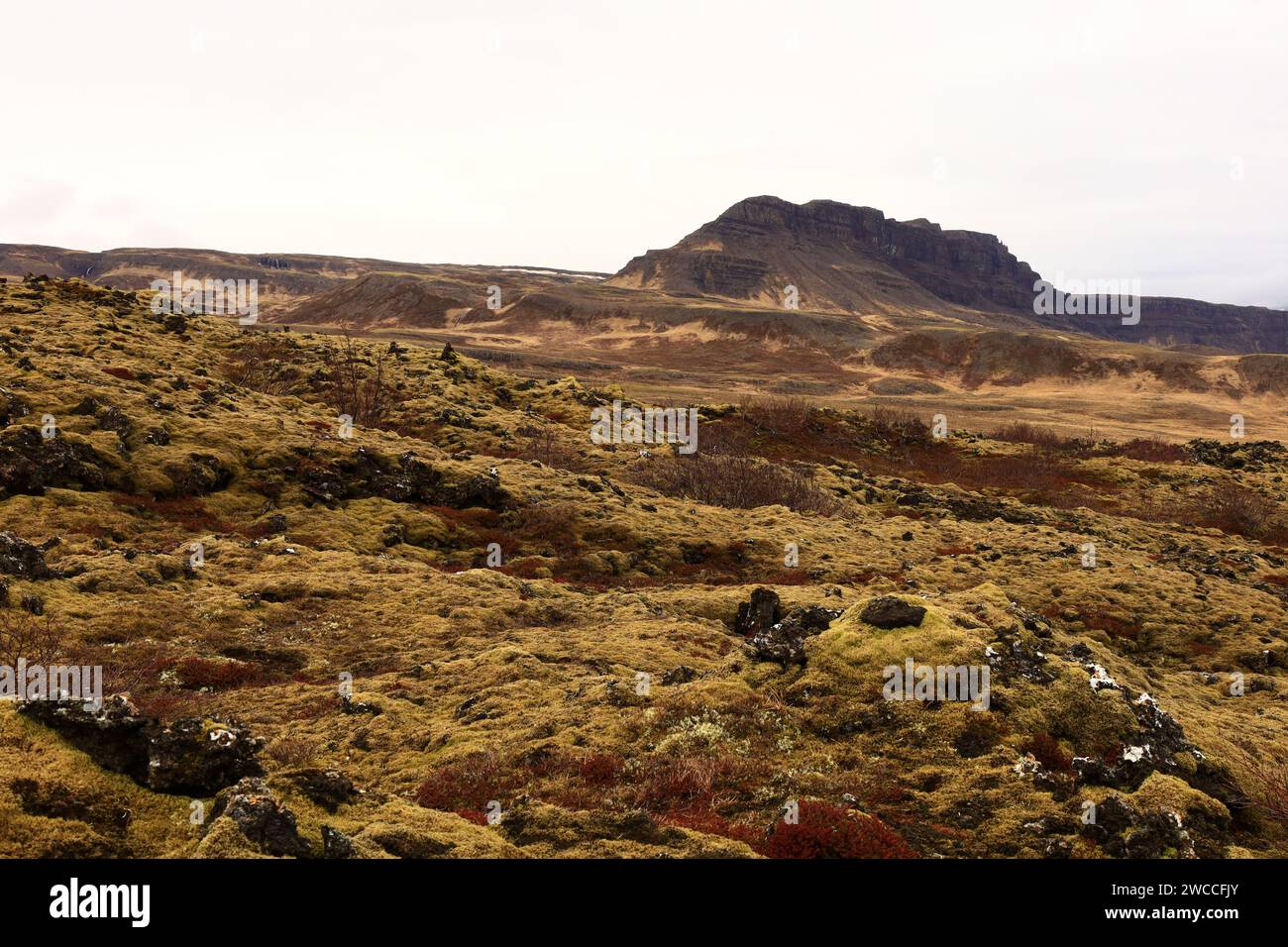 Grábrók ist ein explosiver Vulkan, etwa 170 Meter hoch und befindet sich im Westen Islands. Stockfoto