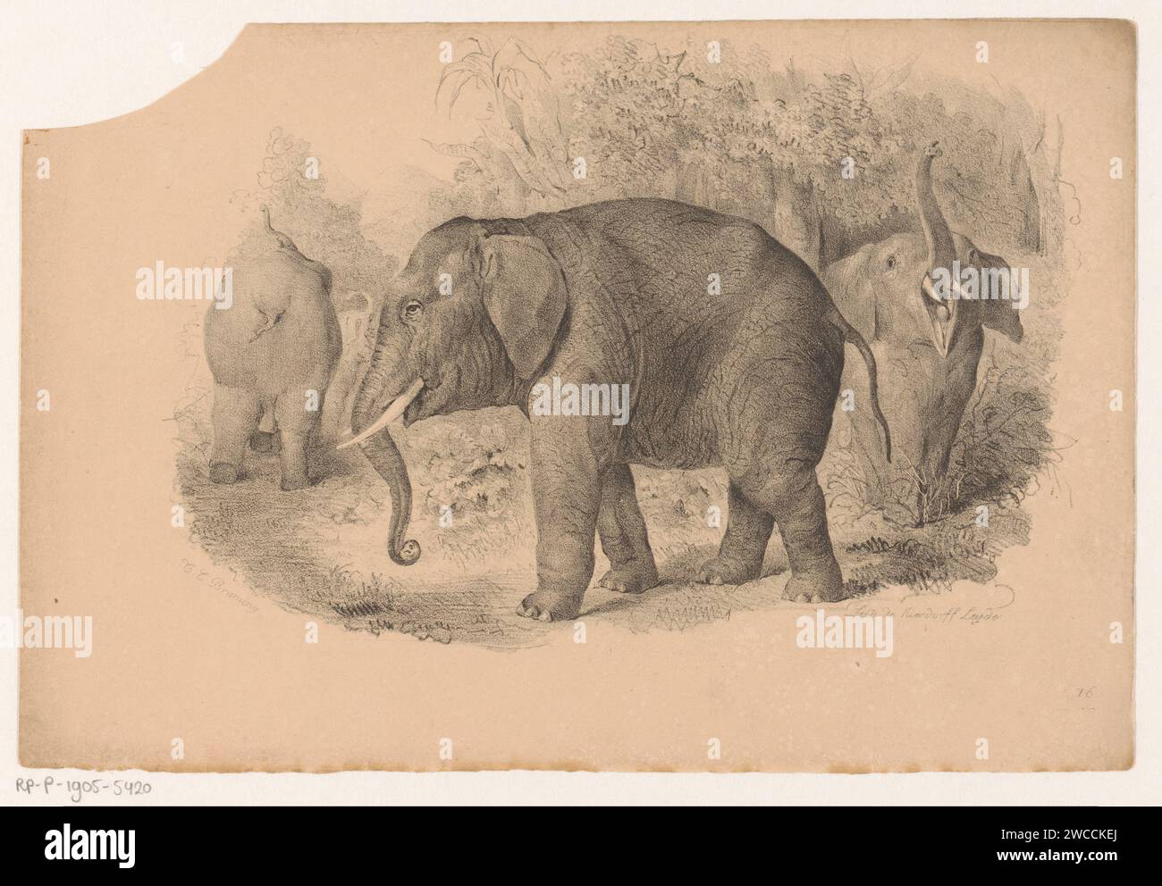 Indische Elefanten, Jean Matthieu Kierdorff, nach Tieleman Cato Bruining, 1842 drucken der Elefant auf der rechten Seite hat seinen Rumpf in der Luft und ist offen. Printmacher: LeidenAfter Design by: Niederlande Papierstamm Tiere: Elefant Stockfoto