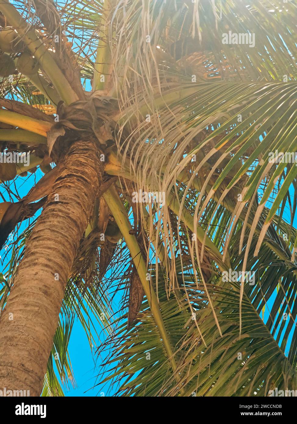 Detail einer Kokospalme Stockfoto
