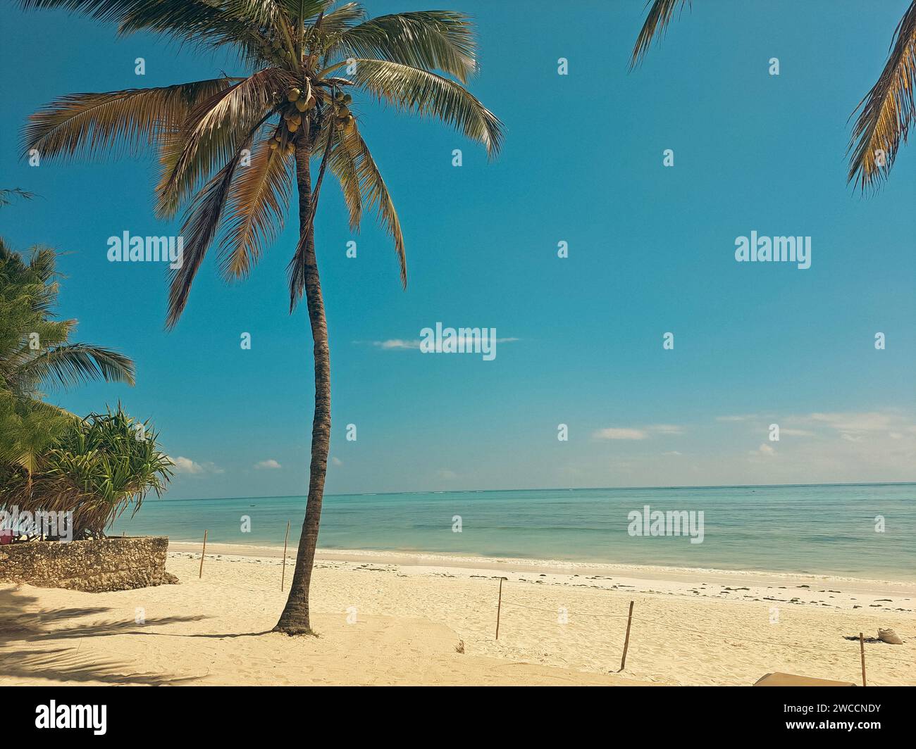 Palmenstrand in Sansibar, Tansania Stockfoto