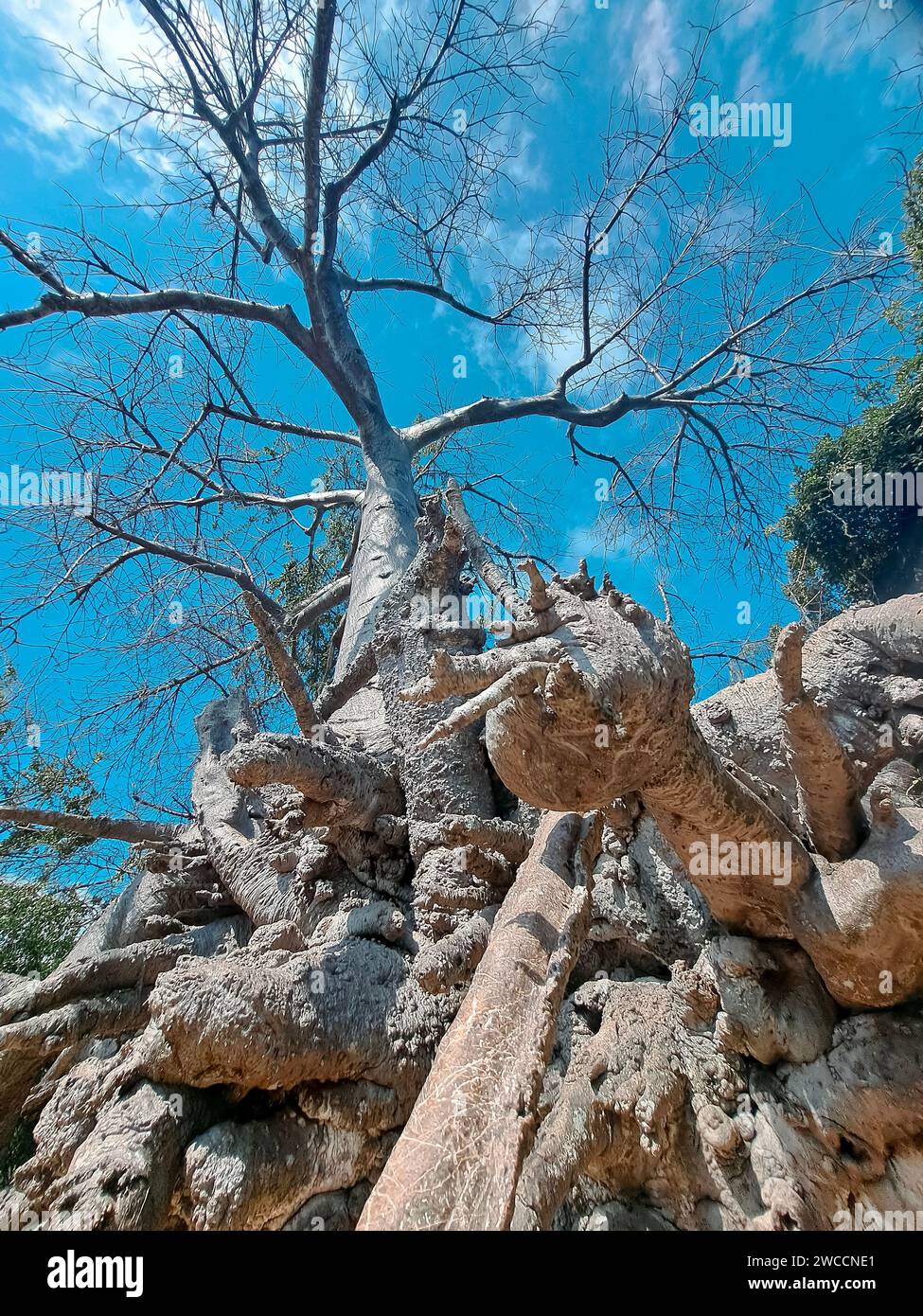 Niedriger Blickwinkel auf einem hohen Baum Stockfoto