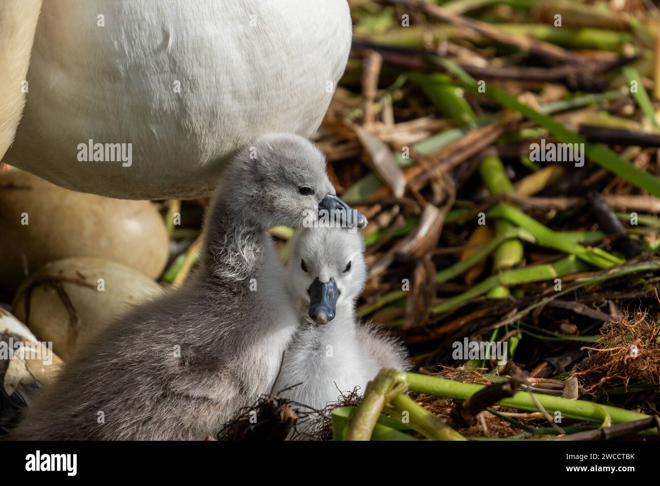 Stumme Schwan-(Cygnus olor-)Zygnets auf einem Schwanennest. Stockfoto