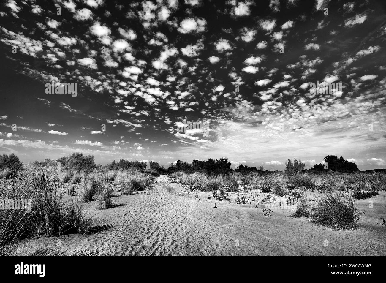 Pila (RO), Po River Delta, Italien, der kostenlose Strand von Boa Scanno, am Meer Stockfoto