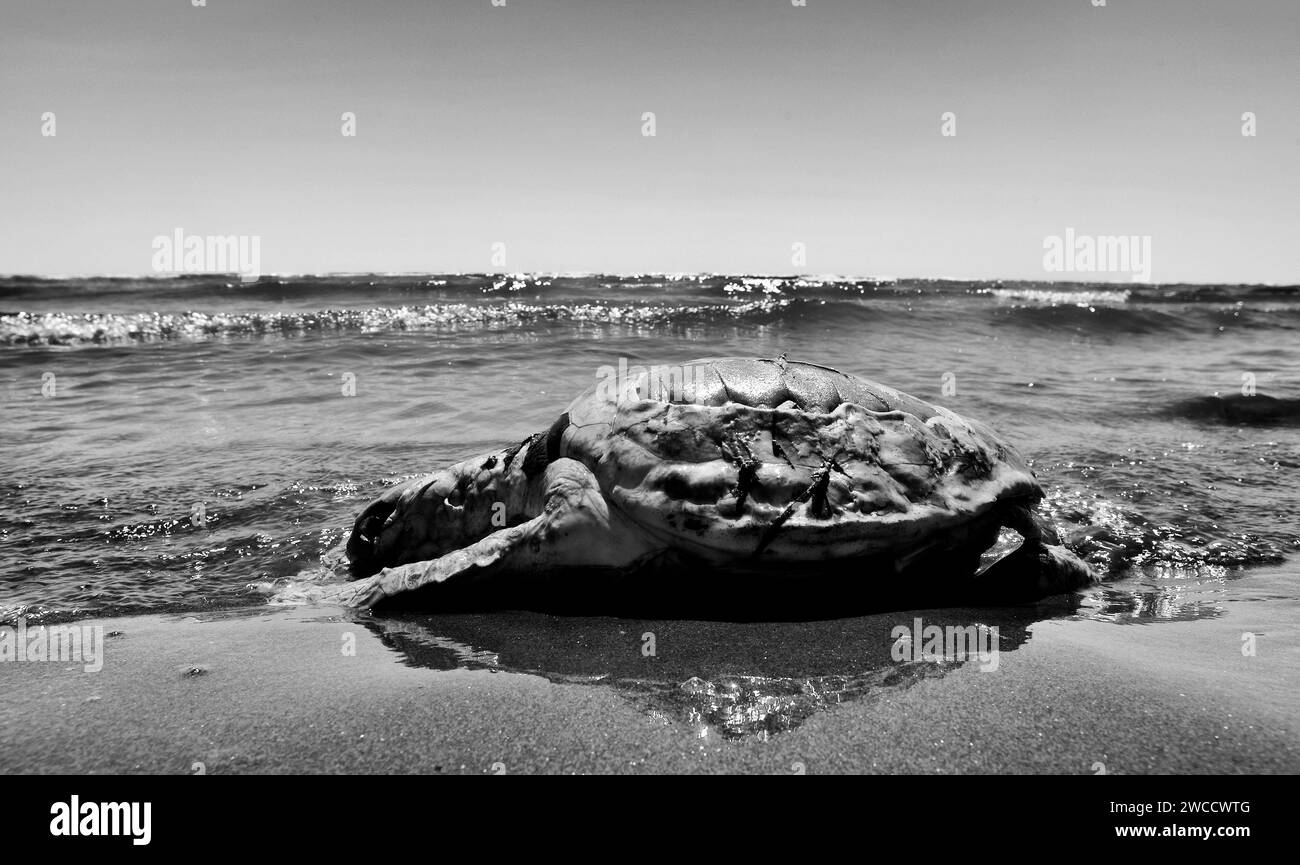 Bonelli (RO), Po River Delta, Italien, asea Schildkröte tot und gestrandet am Strand Stockfoto