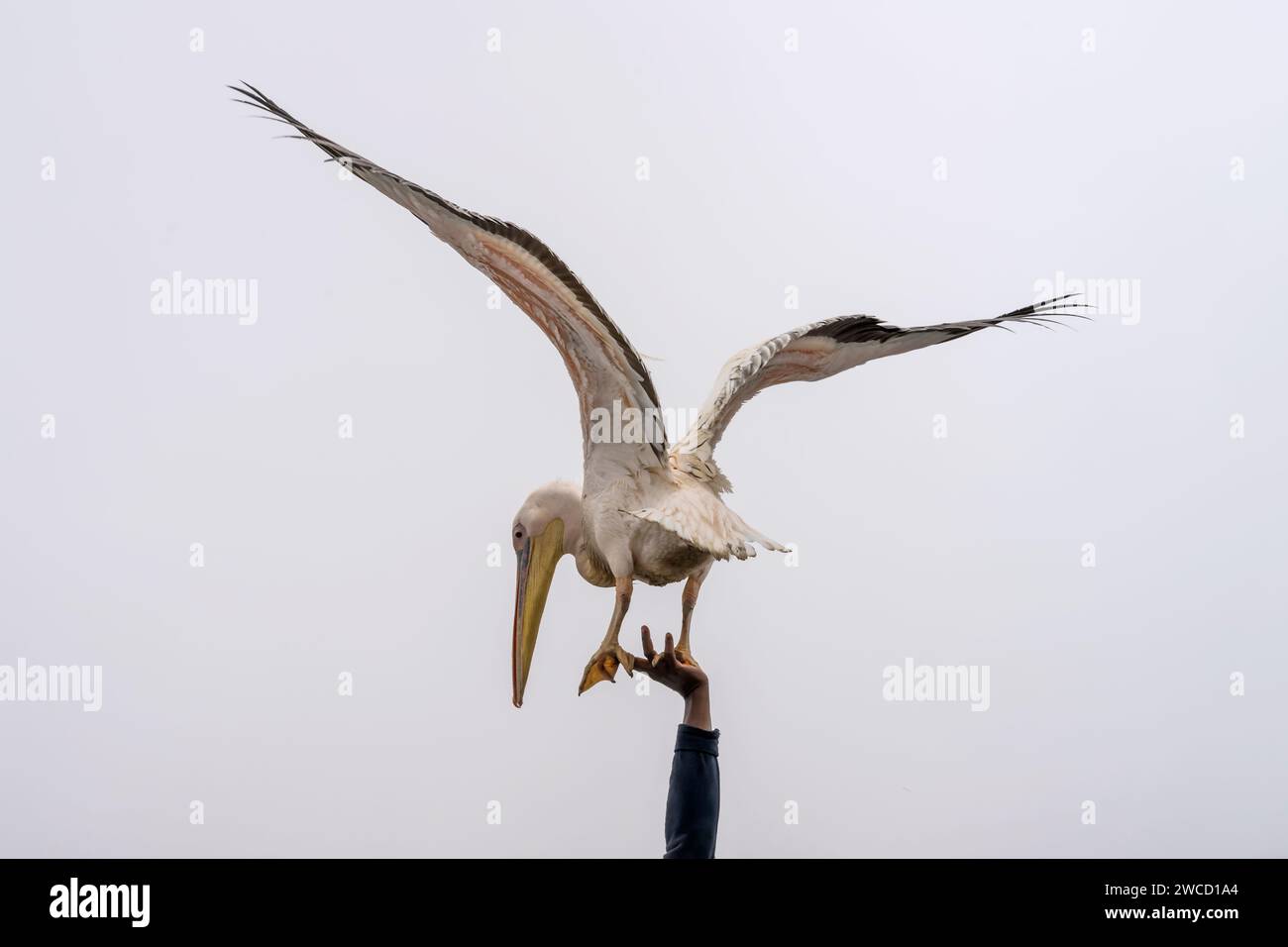 pelican balanciert auf Seemannshand am Boot im Hafen, aufgenommen in hellem, wolkenbewölktem Licht im späten Frühling in Walvis Bay, Namibia, Afrika Stockfoto