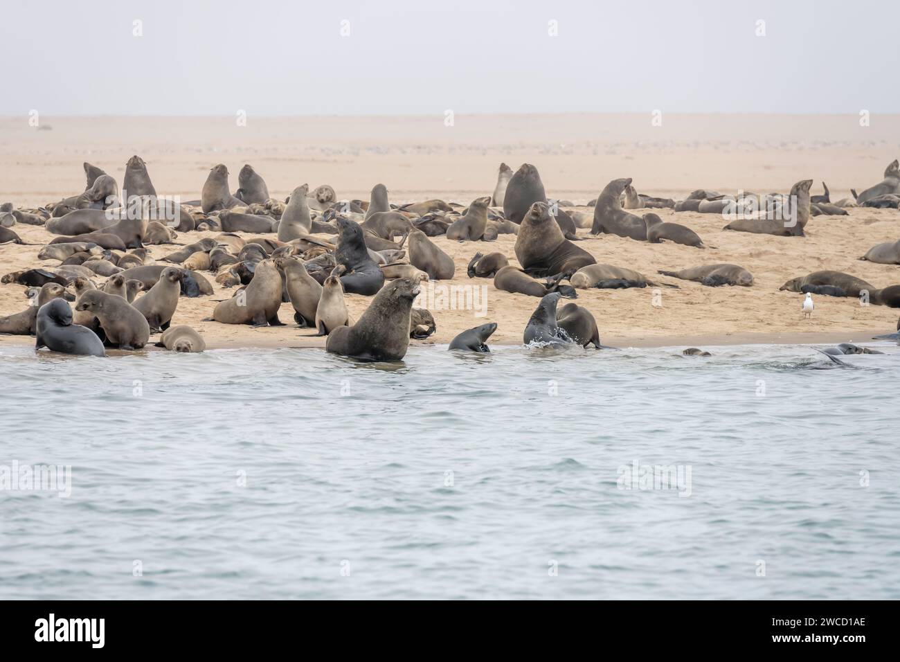 Große Robbengruppe am Uferufer, in hellem Wolkenlicht im späten Frühling am Pelican Point, Walvis Bay, Namibia, Afrika Stockfoto