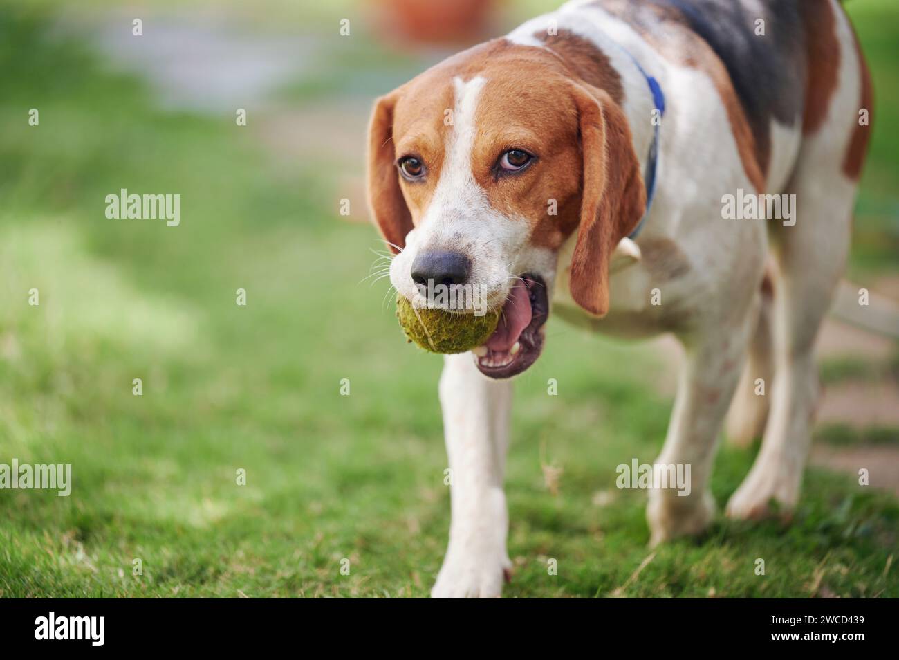 Porträt des verspielten Beagle Hundes auf grünem Grashintergrund Stockfoto