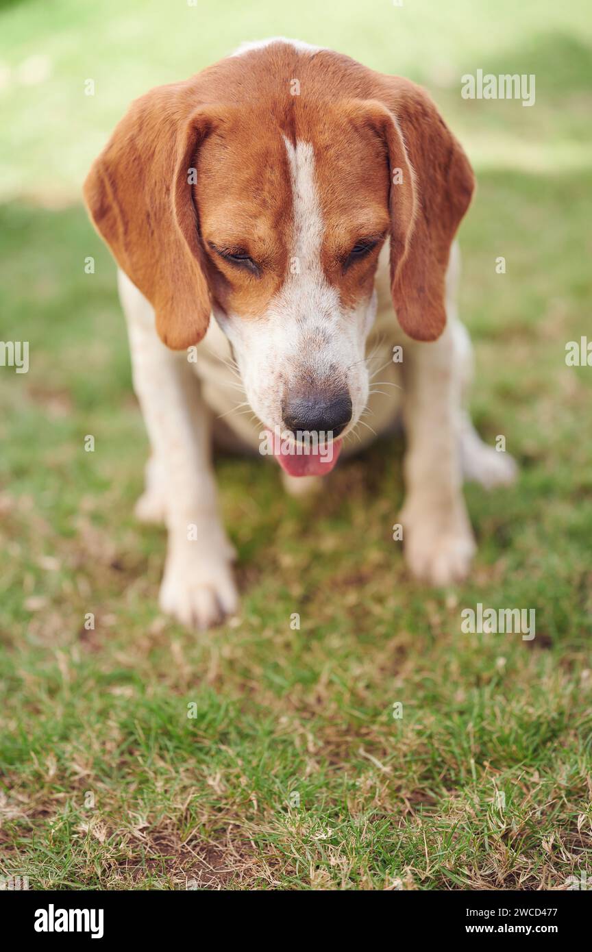 Auf Gras-Beagle-Hund über Vorderansicht sitzen Stockfoto