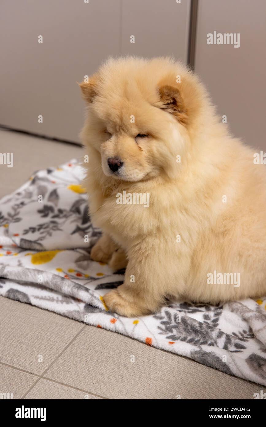 Bild eines fröhlichen Chow-Chow-Welpen mit verspielter Zunge, die einen violetten Farbton zeigt Stockfoto