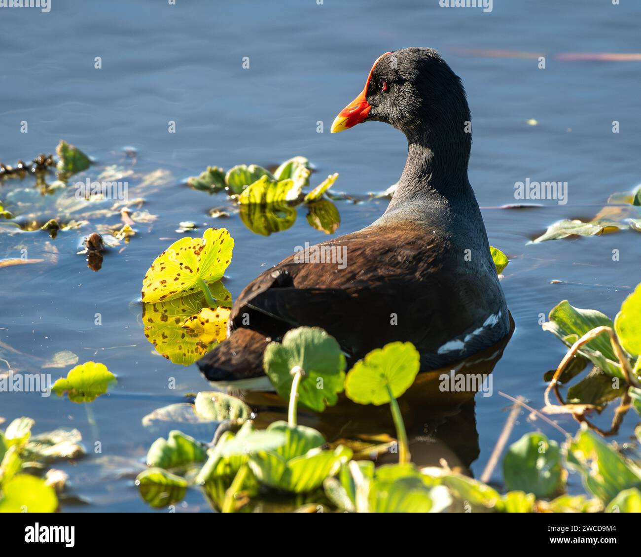 Morhen schwimmt in den Feuchtgebieten Stockfoto