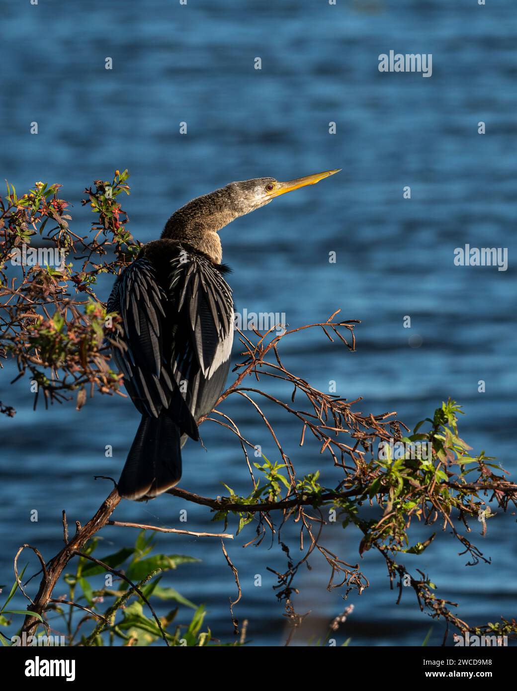Hockte Anhinga nach rechts Stockfoto