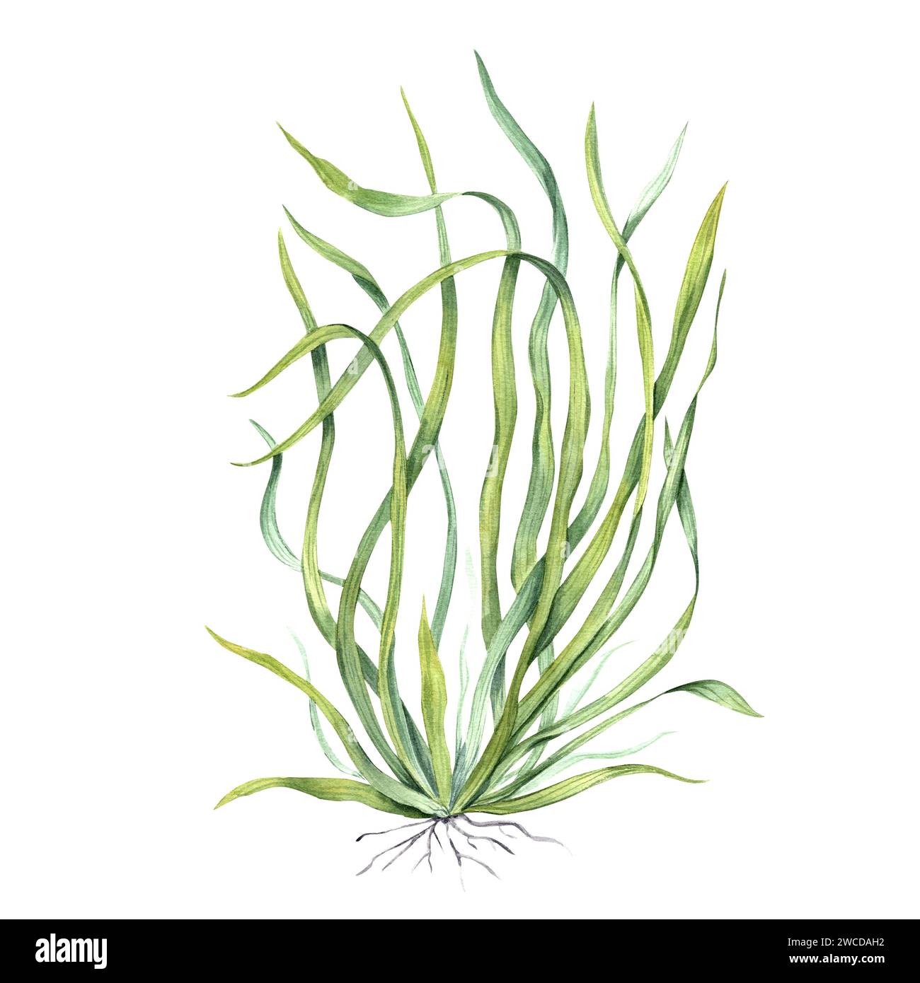 Aquarienpflanze. Seegras mit Wurzeln. Algen, Algen. Unterwasserseetang mit langen Blättern. Echinodorus. Aquarellabbildung. Shop Design, Print Stockfoto
