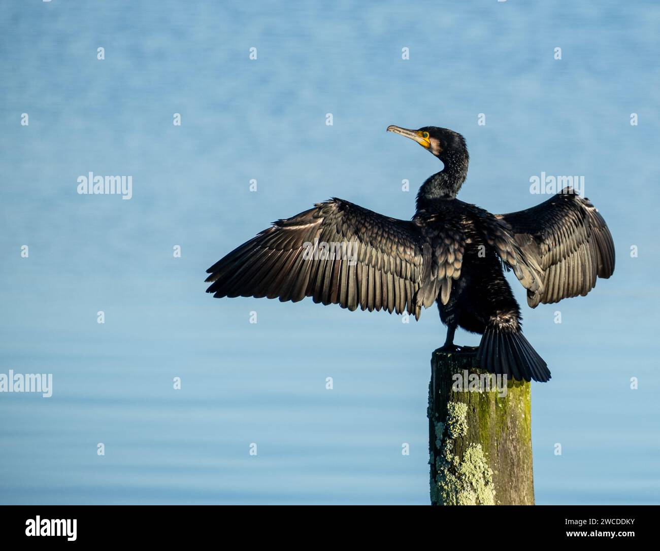 Horizontales Foto, Nahaufnahme eines Kormorans, der auf einem Stock sitzt und mit ausgebreiteten Flügeln sein Gefieder trocknet, im Hintergrund kann man das Wasser sehen Stockfoto