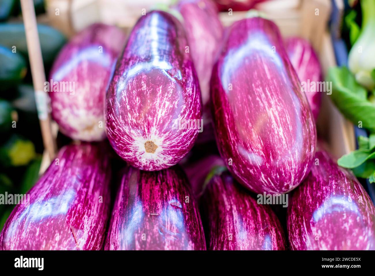 Eine Kollektion frischer und lebendiger Auberginen, die elegant in einem rustikalen Korb angeordnet sind und ihre tiefvioletten Töne und glatte Haut präsentieren Stockfoto