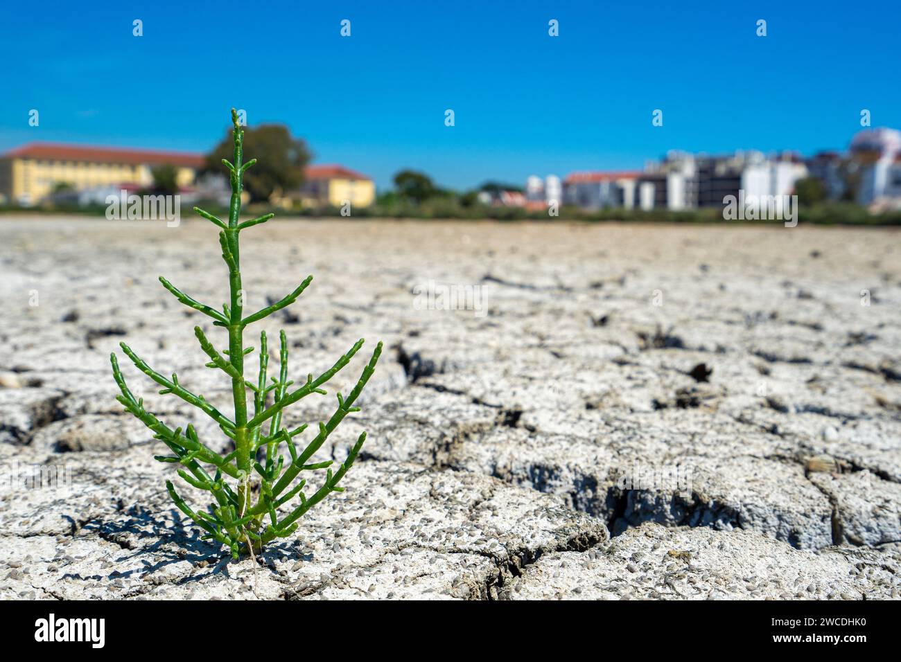 Trockener Rissboden des trockenen Flusses mit grüner Pflanze in Entwicklung im Zeichen der Wiedergeburt Stockfoto