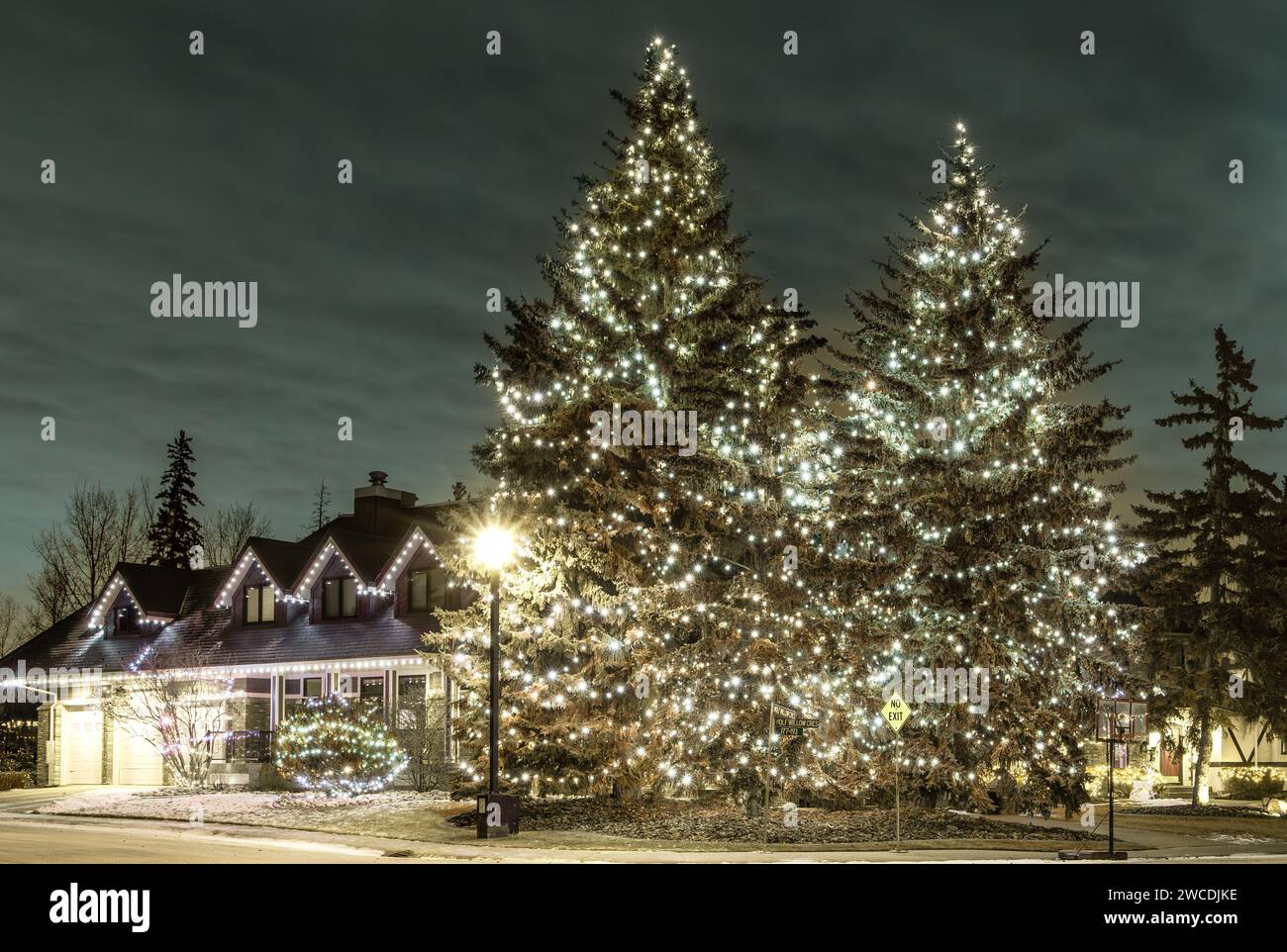 Edmonton, Kanada, 19. Dezember 2023: Zwei große Fichtenbäume und Wohnhaus in Christams und Neujahrsbeleuchtung Dekoration in der Nacht mit schwarzem Himmel Stockfoto