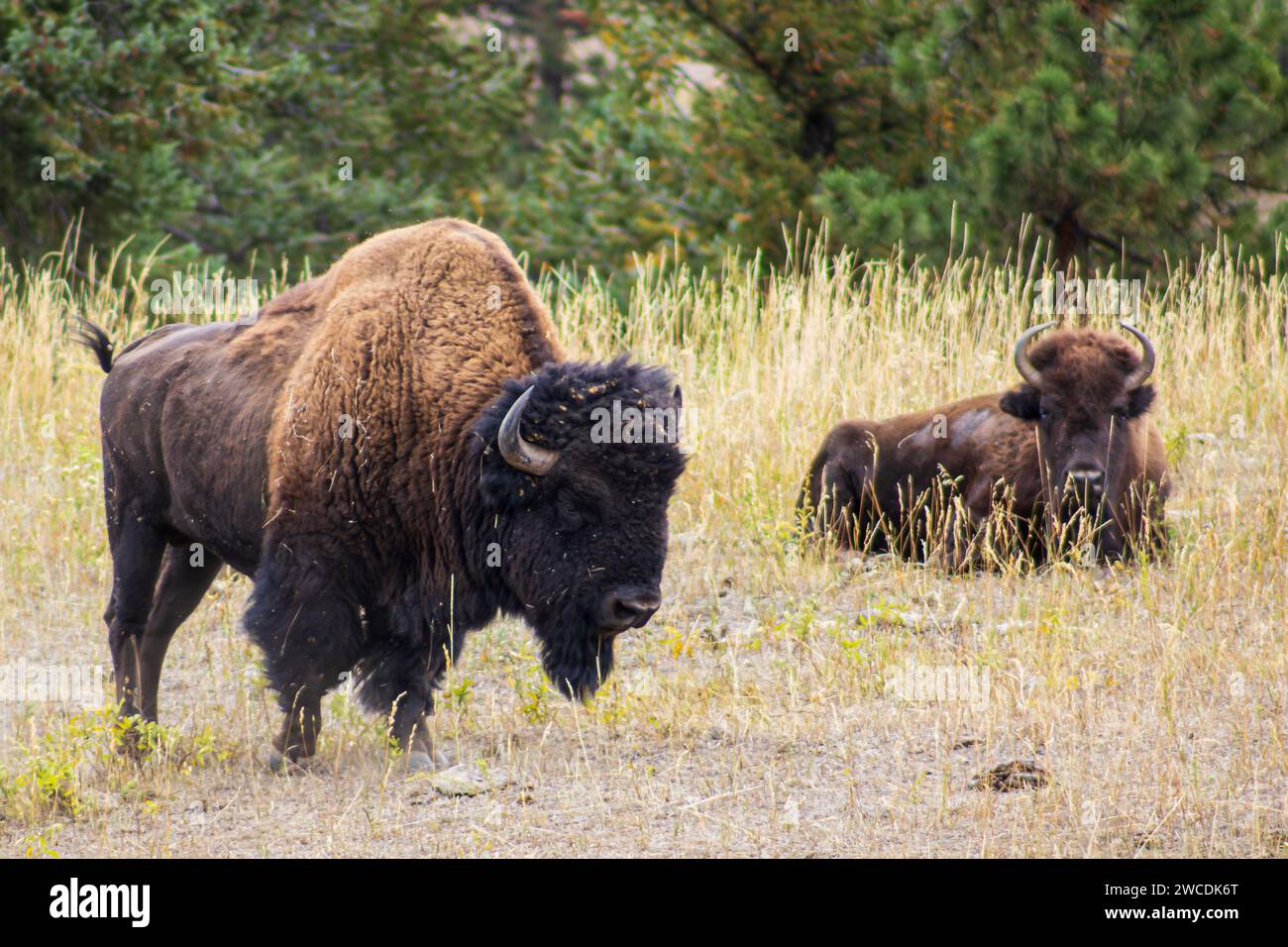 Leistungsstarke Bisonständer beobachten, wie sich der Partner auf dem Gras entspannt und die ruhige Widerstandsfähigkeit dieser legendären Grünlandtiere verkörpert Stockfoto