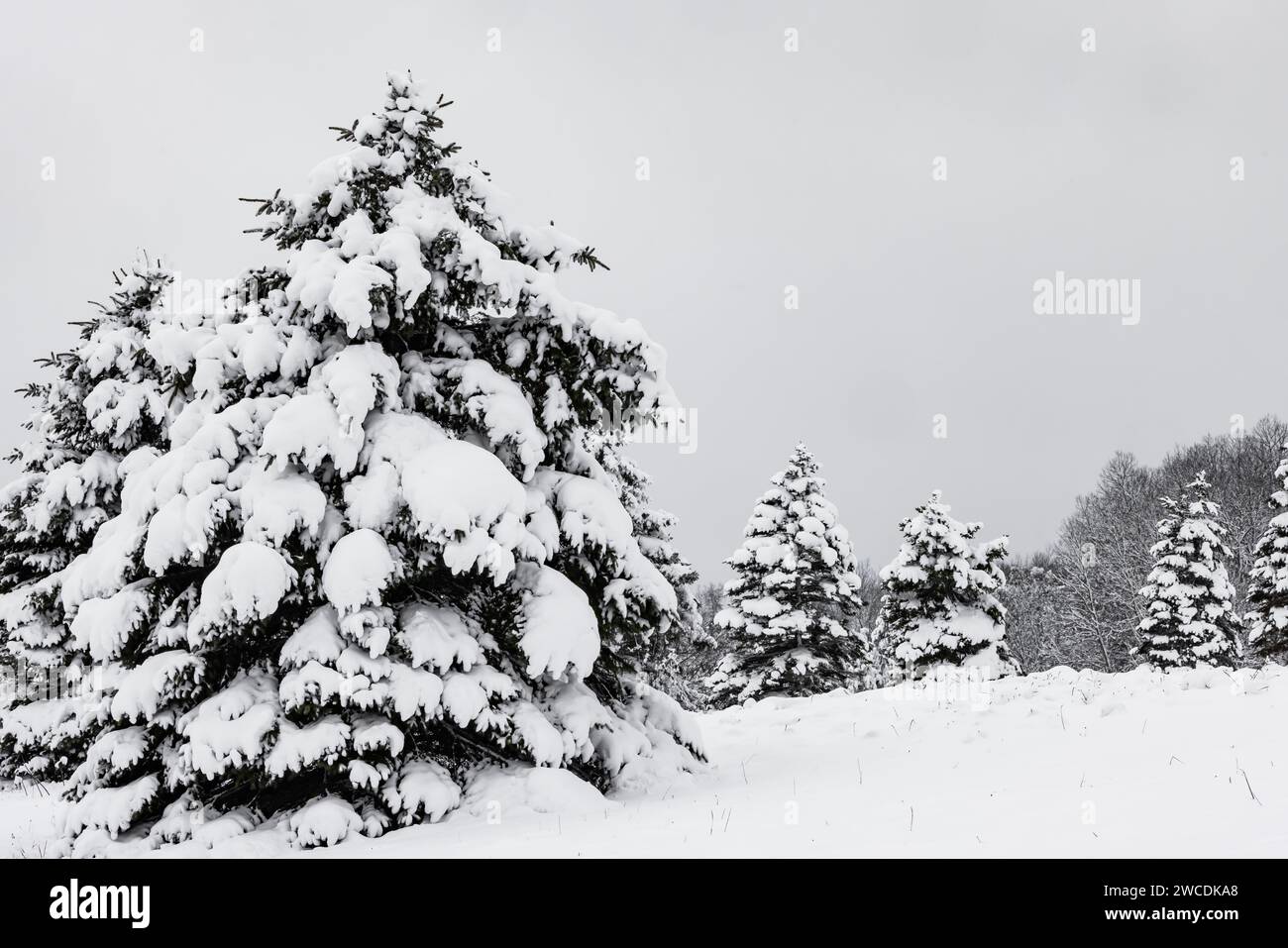 Fichtenbäume nach einem Schneesturm im Mecosta County, Michigan, USA Stockfoto