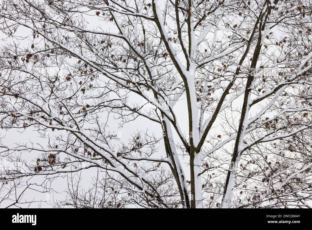 Nördliche Rote Eiche nach einem Schneesturm im Mecosta County, Michigan, USA Stockfoto