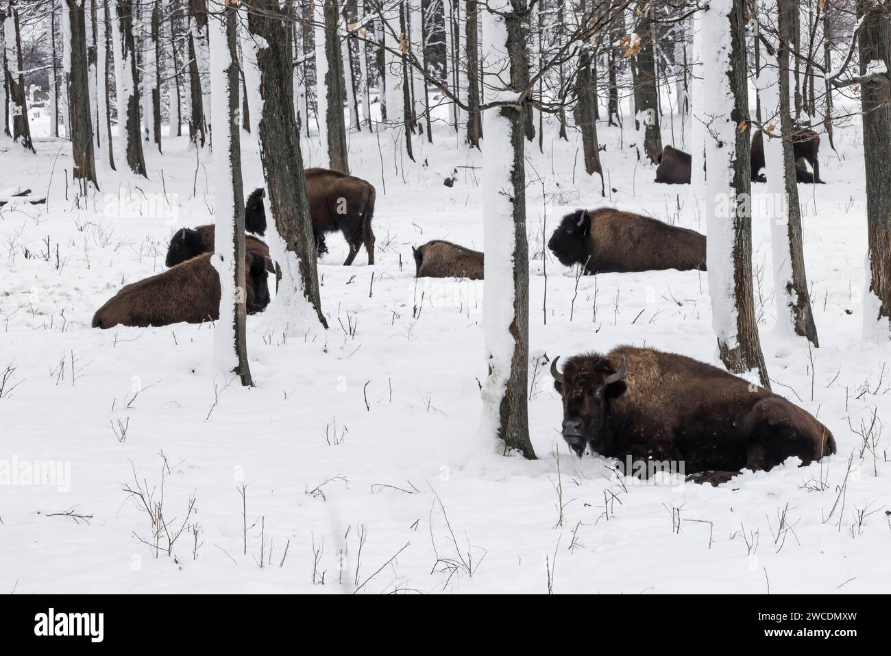 Farmed Bison auf der Super G Ranch während eines Schneesturms im Mecosta County, Michigan, USA [keine Freigabe der Immobilie; nur redaktionelle Lizenzierung] Stockfoto