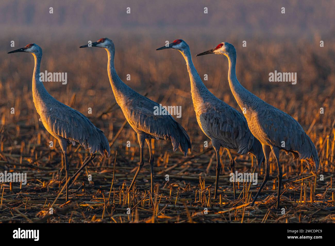 Vier große Sandhill Cranes im San Joaquin River National Wildlife Refuge im Central Valley of California USA Stockfoto