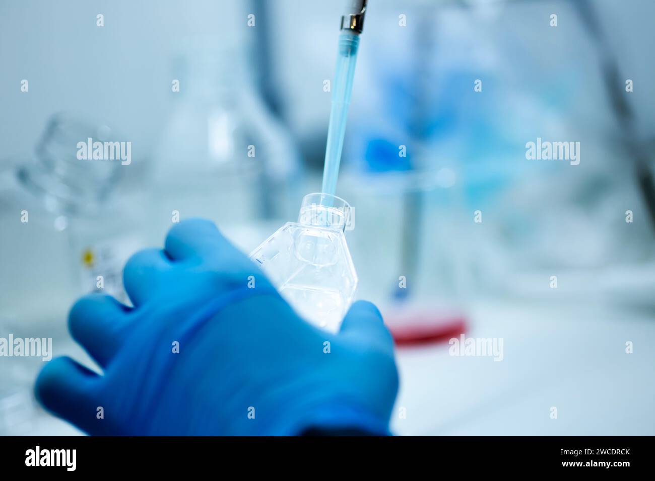 Zellkultur im Medizin-, Medizin- und Zellkulturlabor, wissenschaftliche Forschung Stockfoto