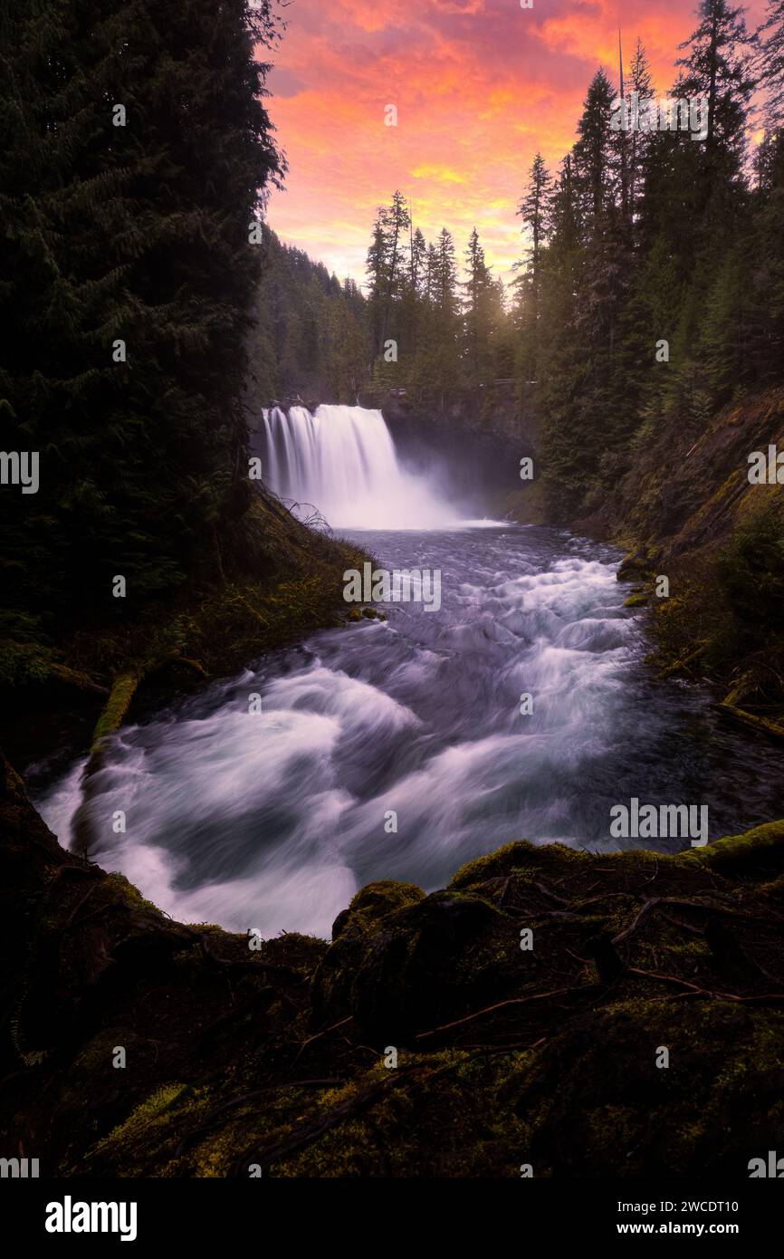 Ein Kunstbild der Landschaftsfotografie der Koosah Falls in Oregon mit Frühlingslaub im Vordergrund bei einem feurigen und farbenfrohen Sonnenuntergang. Stockfoto