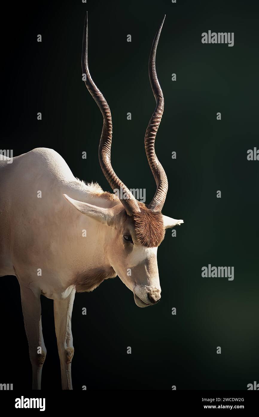 Addax Antelope (Addax nasomaculatus) - Hornantilope Stockfoto