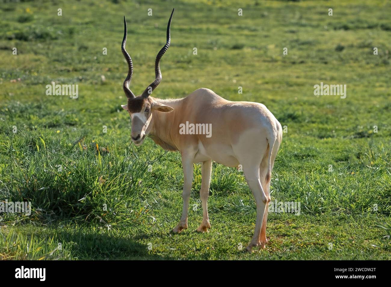 Addax Antelope (Addax nasomaculatus) - Hornantilope Stockfoto