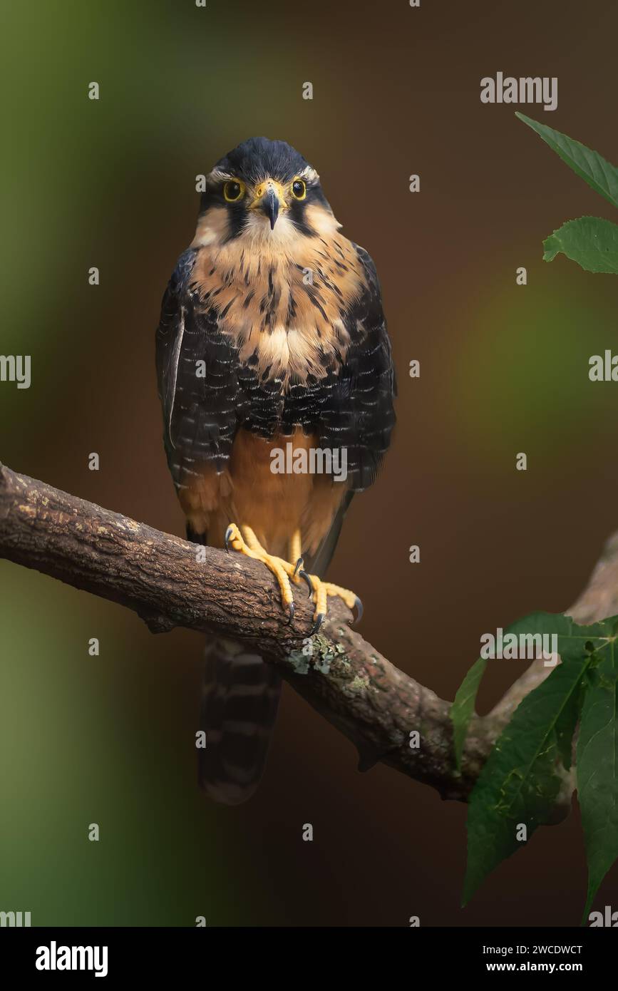 Aplomado Falke (Falco femoralis) - Raubvogel Stockfoto