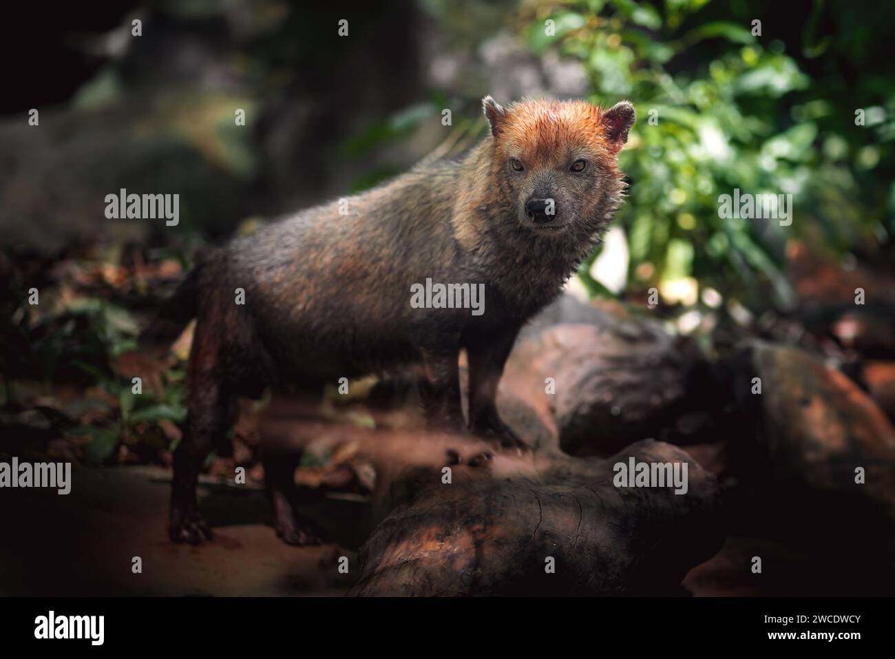 Buschhund (Speothos venaticus) - südamerikanischer Kanid Stockfoto