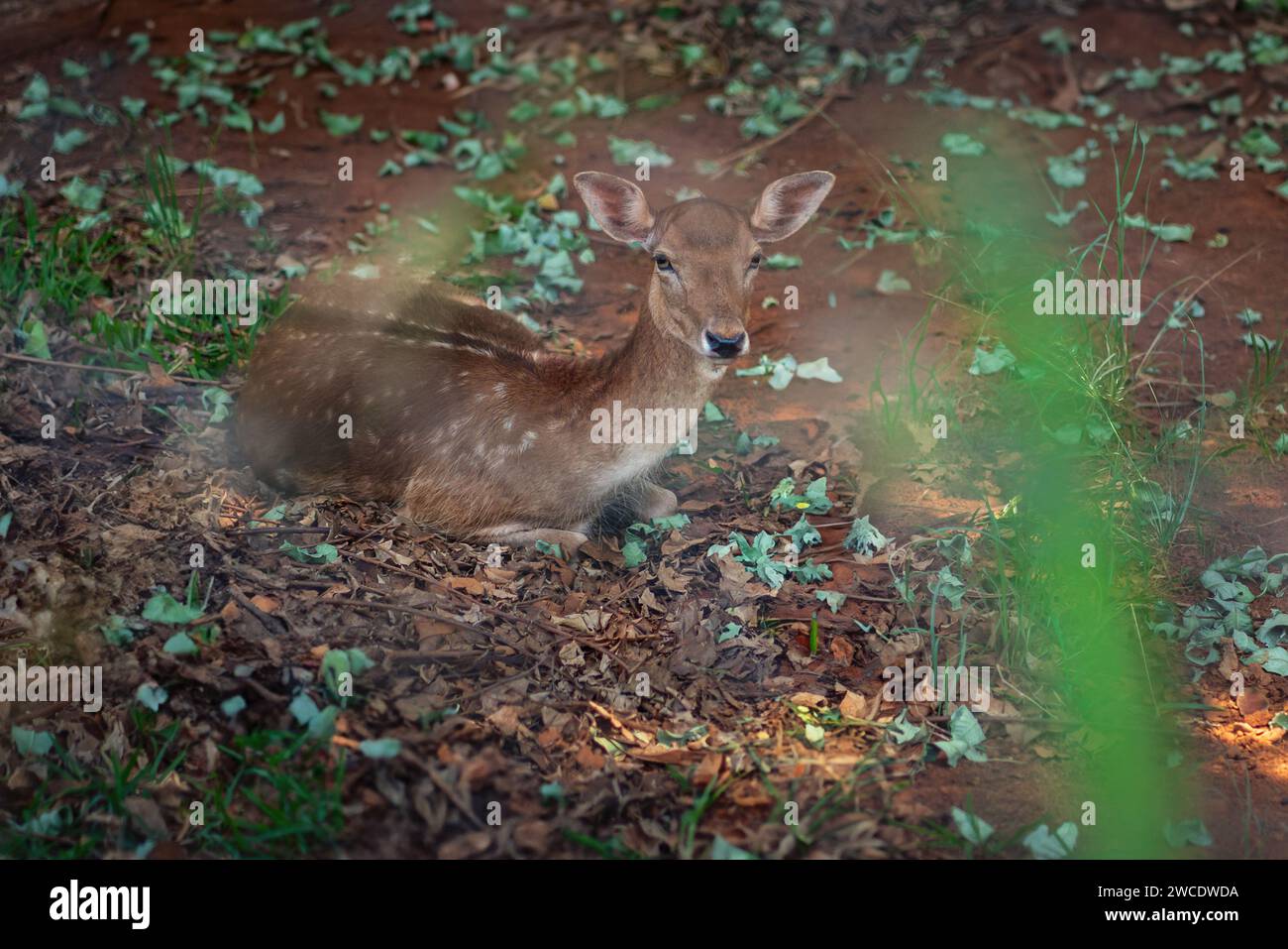 Weibliches Europäisches Damhirsch (Dama dama) Stockfoto