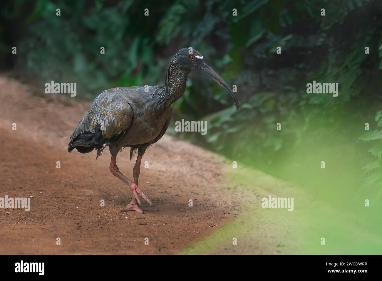 Plumbeous Ibis Vogel (Theristicus caerulescens) Stockfoto