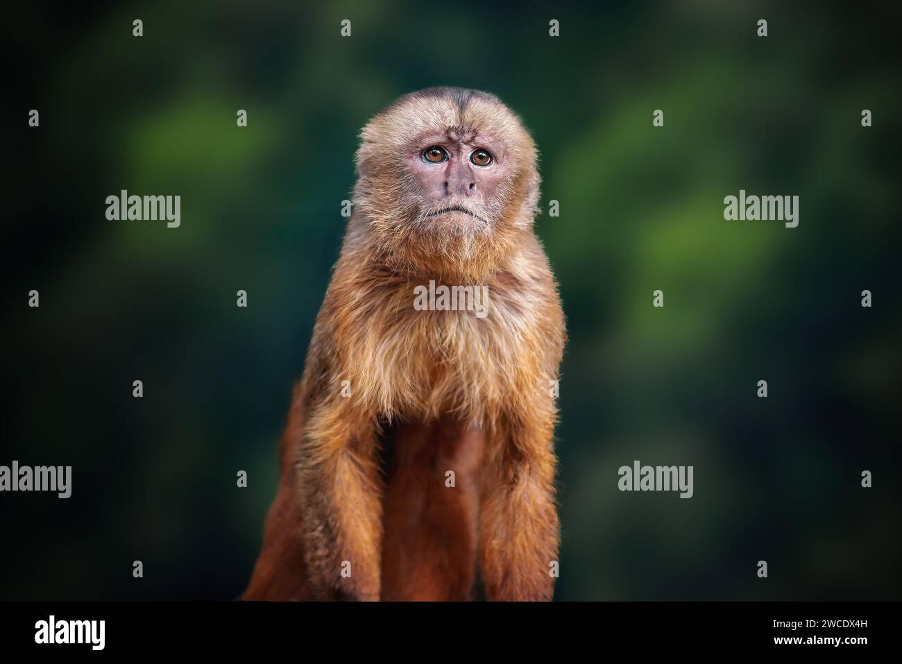 Kapuzineraffe (Cebus albifrons) Stockfoto