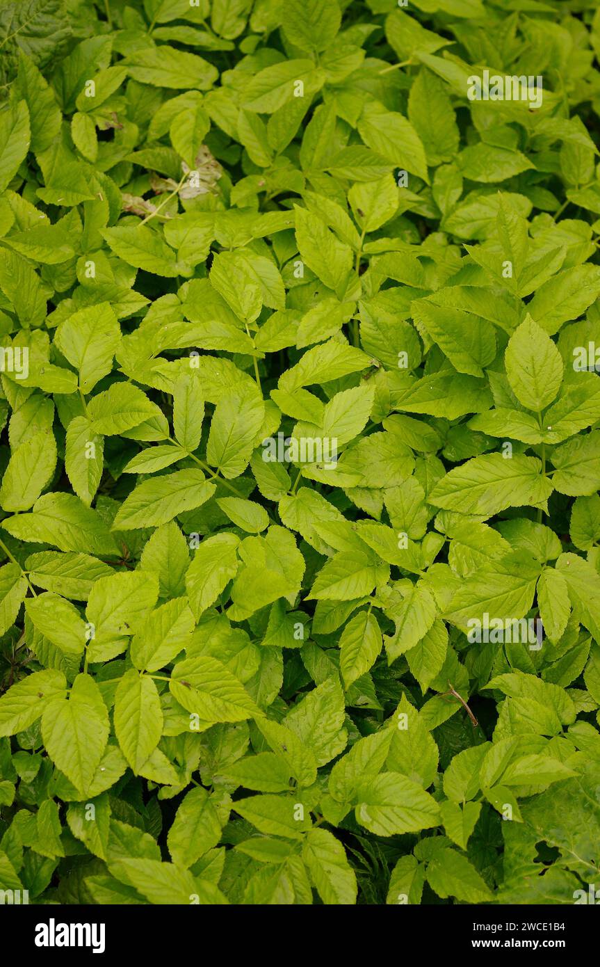 Aegopodium podagraria 'Ground Elder' - Blätter Stockfoto