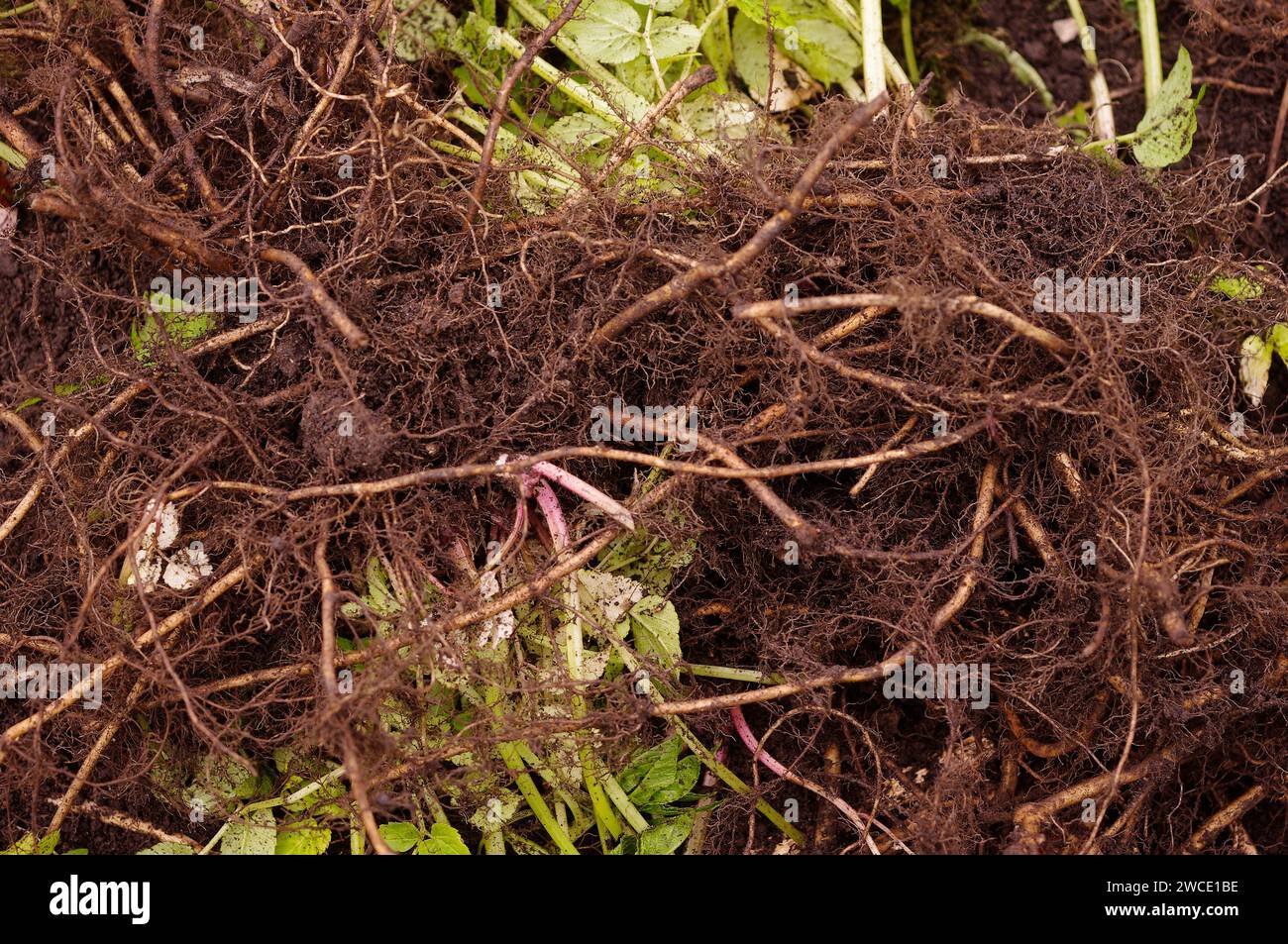 Aegopodium podagraria 'Ground Elder' - Rhizome Stockfoto