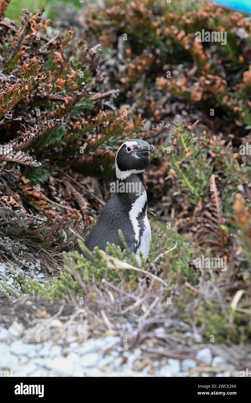 Magellanis-Pinguin, am York Beach und Gypsy Cove, Stanley, Falklandinseln Stockfoto
