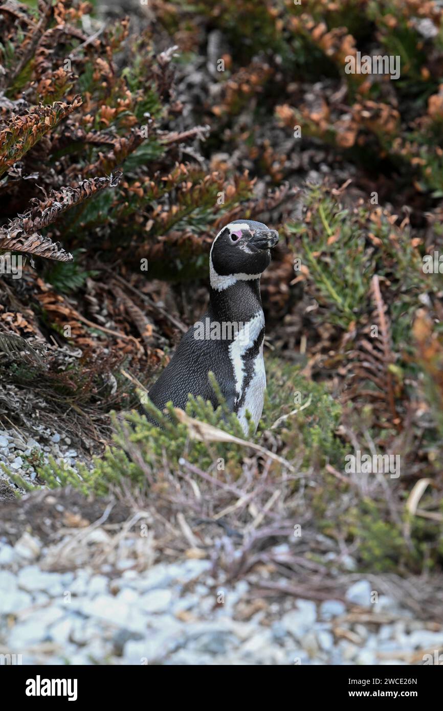 Magellanis-Pinguin, am York Beach und Gypsy Cove, Stanley, Falklandinseln Stockfoto