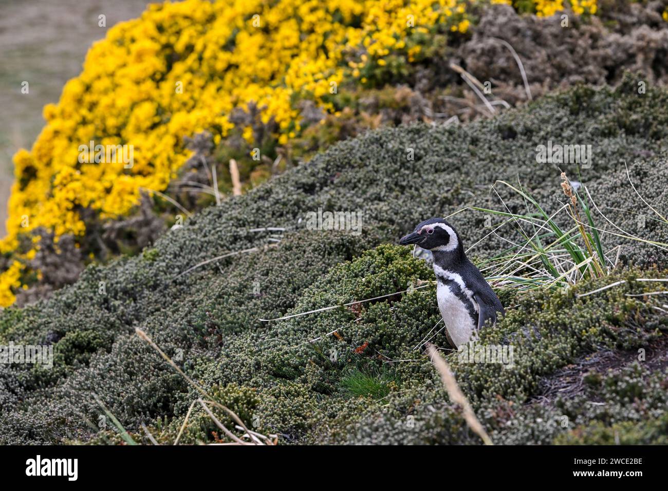 Magellanis-Pinguin, am York Beach und Gypsy Cove, Stanley, Falklandinseln Stockfoto