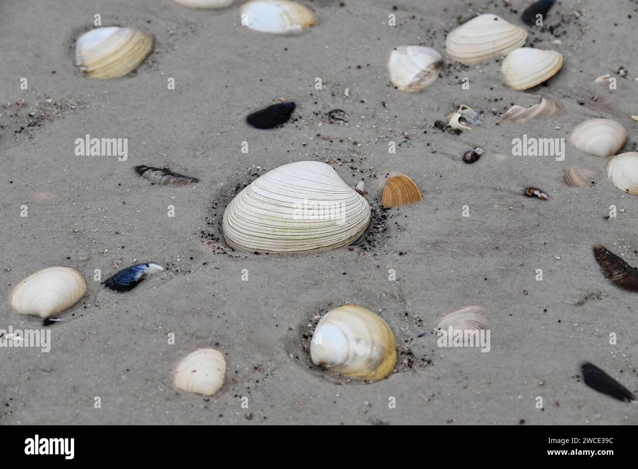 Muscheln im Sand, York Beach, Stanley, Falklandinseln Stockfoto