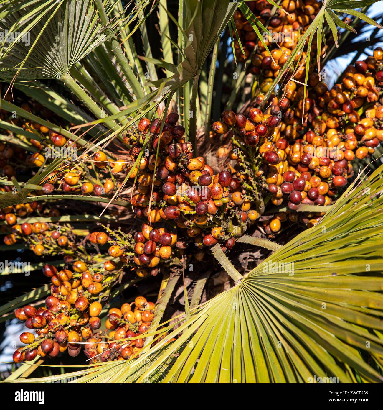 Rot-orange Palmensamen auf einem Baum mit Blättern Stockfoto