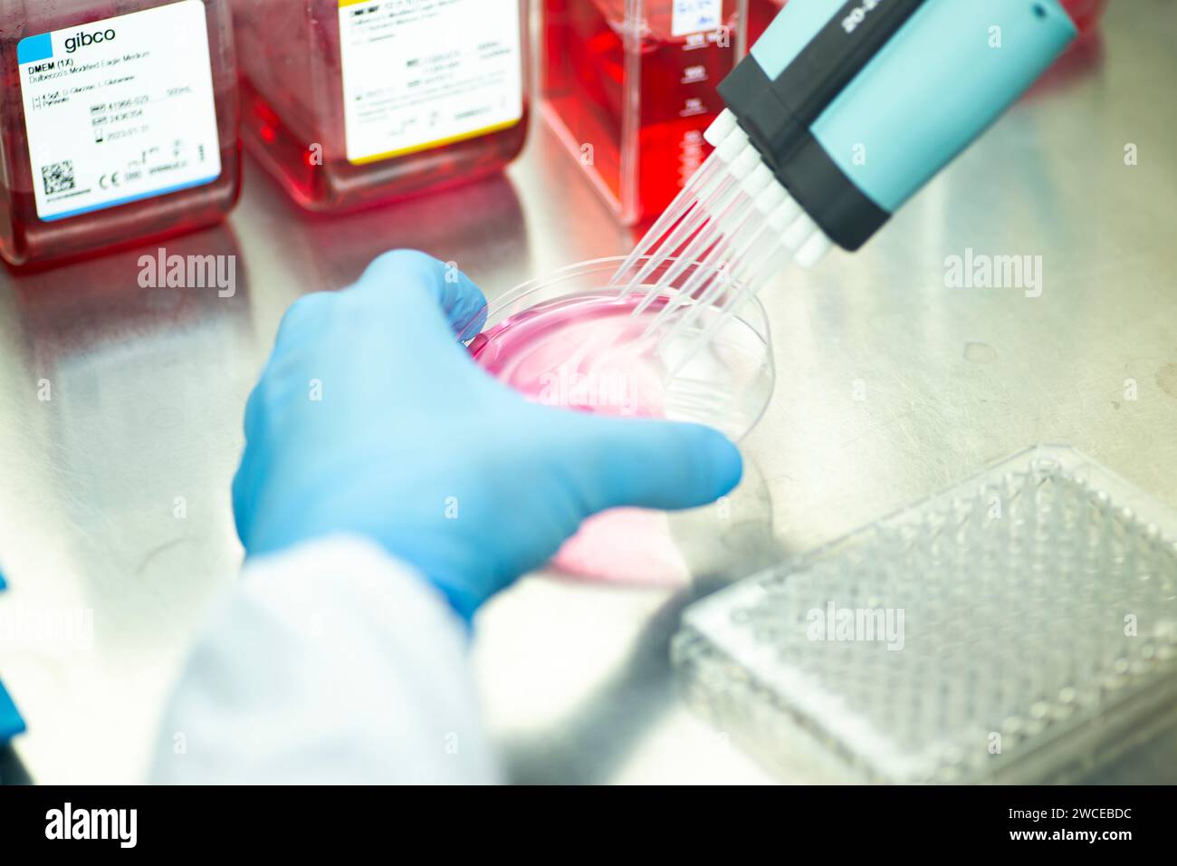 Zellkultur im Medizin-, Medizin- und Zellkulturlabor, wissenschaftliche Forschung Stockfoto