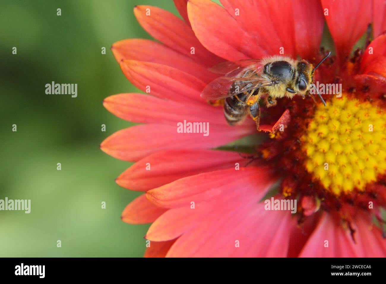 Biene und rote gaillardia-Blüte, Makrobild Stockfoto