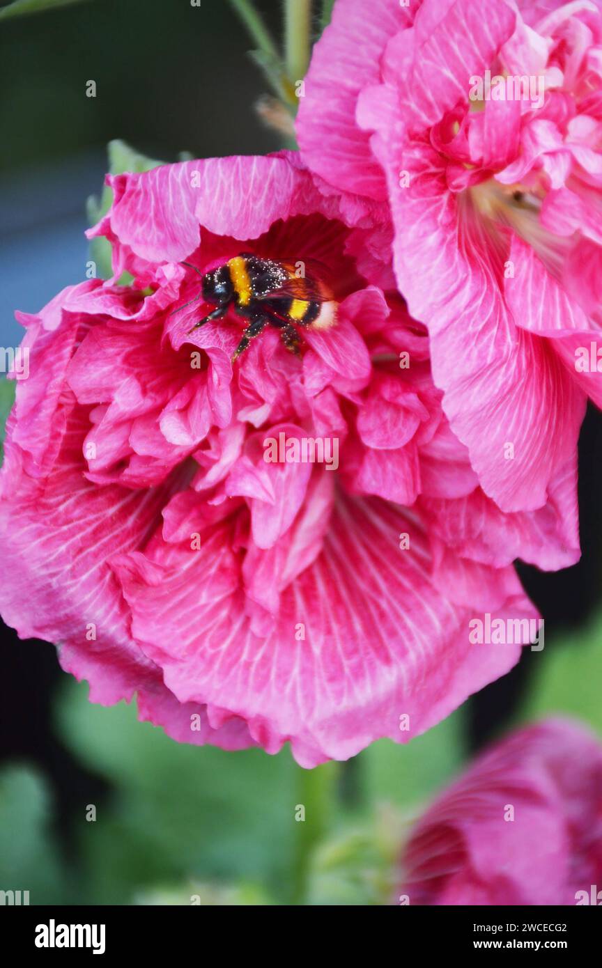 Bienen- und Hollyhockblüten, Frühlingssommer Stockfoto