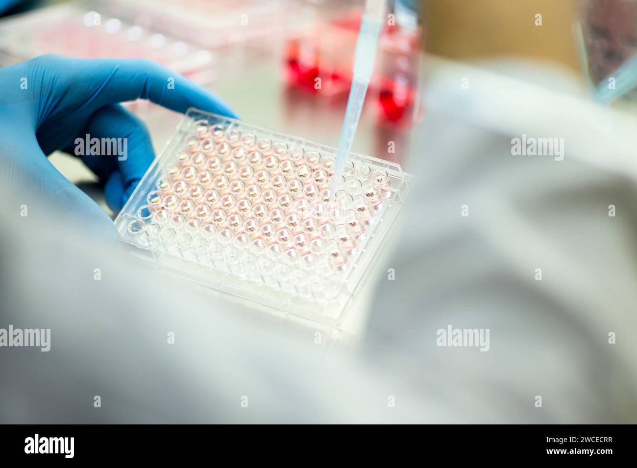 Zellkultur im Medizin-, Medizin- und Zellkulturlabor, wissenschaftliche Forschung Stockfoto