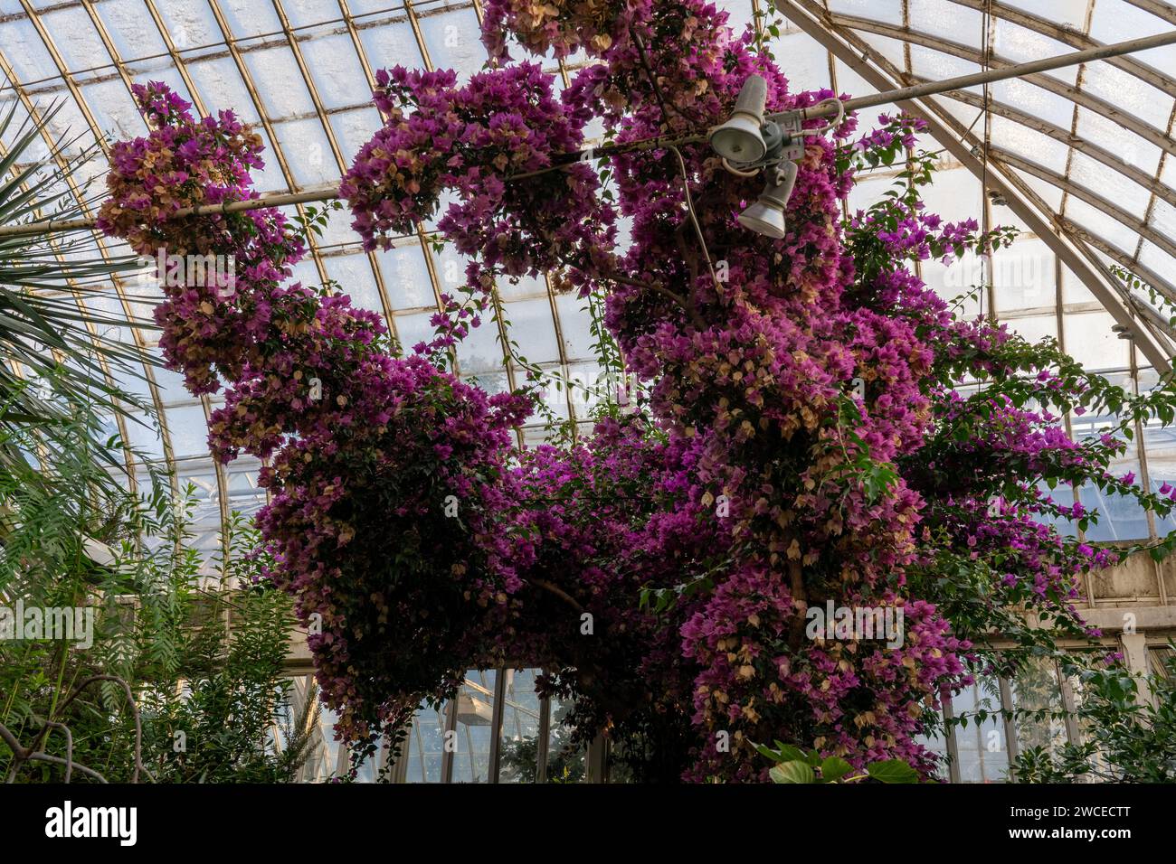 Eine lebendige Darstellung zahlreicher Büsche mit wunderschönen lila Blumen schafft eine atemberaubende Szene innerhalb eines Gewächshauses Stockfoto