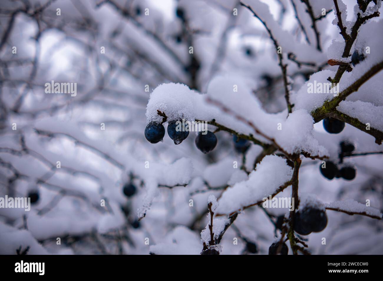 Wilde Pflaumenbäume mit Früchten unter einer üppigen Schneedecke. Obstbaum bedeckt mit Schnee. Stockfoto